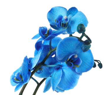 Güzel mavi orkide çiçeği beyaza izole edilmiş.