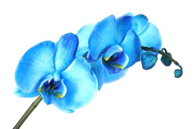 Güzel mavi orkide çiçeği beyaza izole edilmiş.