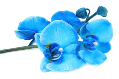 Güzel mavi orkide çiçeği beyaza izole edilmiş.
