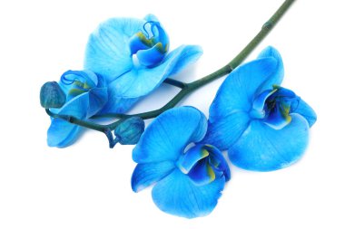 Güzel mavi orkide çiçeği beyaza izole edilmiş.