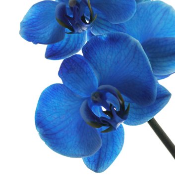 Güzel mavi orkide çiçeği beyaza izole edilmiş.