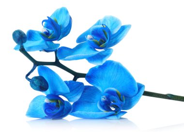 Güzel mavi orkide çiçeği beyaza izole edilmiş.
