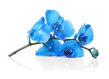 Ayna yüzeyinde güzel mavi orkide çiçekleri beyaz arkaplanda
