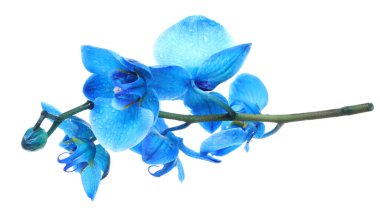 Güzel mavi orkide çiçekleri beyaza izole edilmiş.