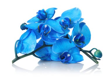 Ayna yüzeyinde güzel mavi orkide çiçekleri beyaz arkaplanda