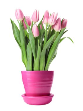 Güzel pembe laleler seramik kabın içinde çiçek açıyor.
