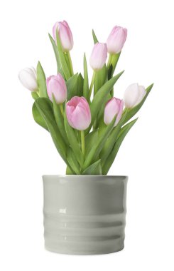 Güzel pembe laleler seramik kabın içinde çiçek açıyor.