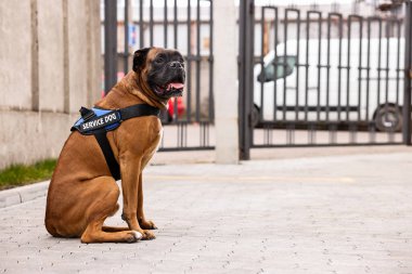 Şehir caddesinde oturan yelekli sevimli servis köpeği. Metin için boşluk