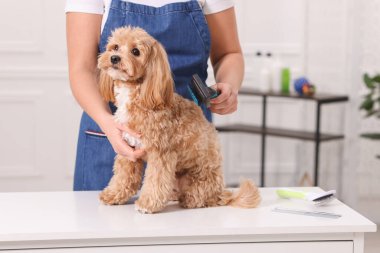 Şirin Maltipoo köpeğini fırçalayan kadın, yakın plan.