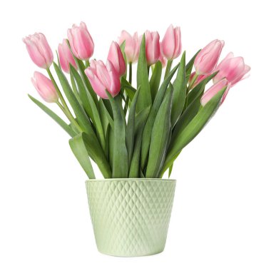 Güzel pembe laleler seramik kabın içinde çiçek açıyor.