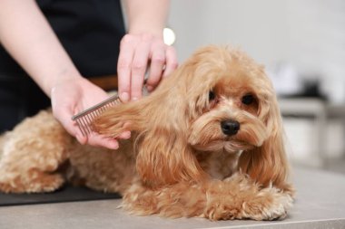 Kapalı alanda köpeğin saçını tarayan bir kadın, yakın plan. Hayvan bakımı.