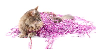 Beyaz tenli, pembe Noel süslemeleri olan sevimli bir kedi.