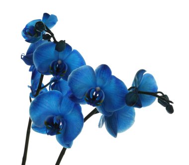 Güzel mavi orkide çiçeği beyaza izole edilmiş.