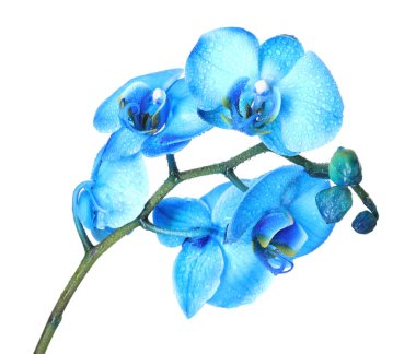 Güzel mavi orkide çiçeği beyaza izole edilmiş.