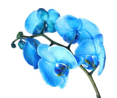 Güzel mavi orkide çiçeği beyaza izole edilmiş.