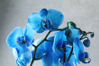 Açık gri arkaplanda güzel mavi orkide çiçeği, yakın plan.