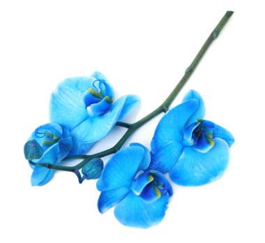 Güzel mavi orkide çiçeği beyaza izole edilmiş, üst manzara