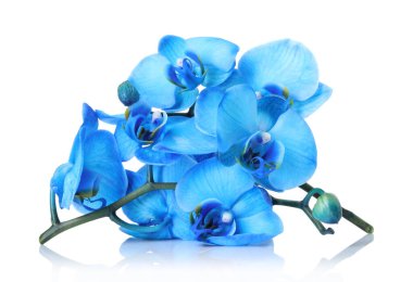 Ayna yüzeyinde güzel mavi orkide çiçekleri beyaz arkaplanda