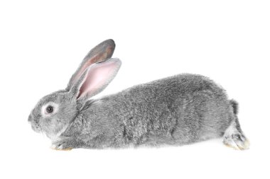 Fluffy grey rabbit on white background. Cute pet clipart