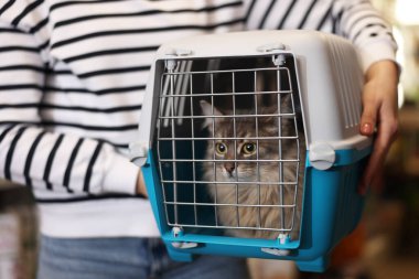 Hayvan dükkanında kedisi olan bir kadın, yakın plan.