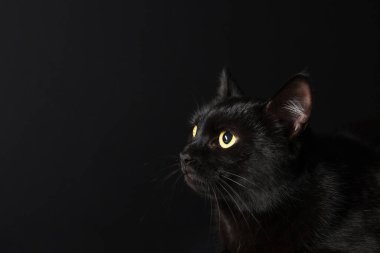 Siyah arka planda sevimli bir kedi, yakın plan ve mesaj için yer. Sevimli hayvan.