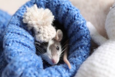 Mavi kazaklı sevimli küçük fare, yakın plan.