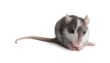 Beyaz arka planda şirin bir fare. Küçük hayvan.