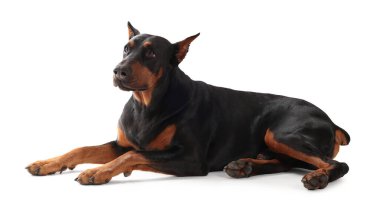 Beyaz arka planda sevimli bir Doberman. Evcil hayvan