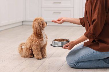 Sahibi sevimli köpeğini evde kuru hayvan mamasıyla besliyor, yakın plan.