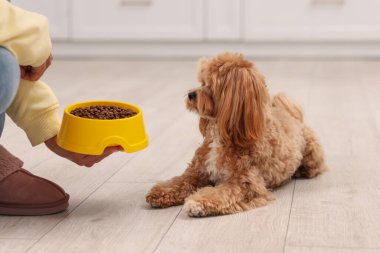 Sahibi, evcil hayvan mamasıyla dolu kaseyi sevimli köpeğine veriyor, yakın plan.