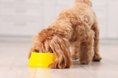 Evdeki evcil hayvan mamasından beslenen sevimli köpek.