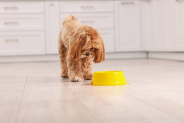 Evdeki evcil hayvan mamasından beslenen sevimli köpek.