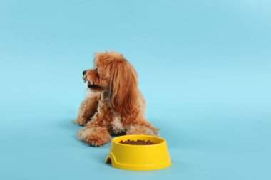 Kuru hayvan mamasıyla beslenme kabı ve açık mavi arka planda sevimli bir köpek.
