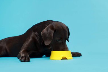Açık mavi arka planda beslenme kabından kuru hayvan yiyeceği yiyen şirin köpek, mesaj için yer var.