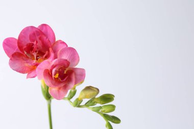 Beyaz arka planda güzel pembe frezya çiçekleri, yakın plan. Metin için boşluk