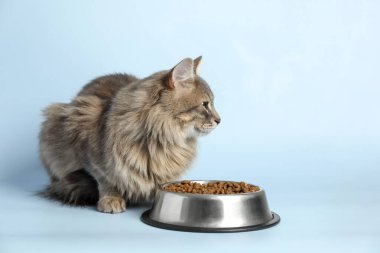 Açık mavi arka planda kuru hayvan mamasıyla beslenme kabının yanında sevimli bir kedi. Metin için boşluk