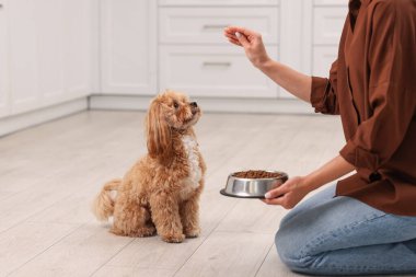 Sahibi sevimli köpeğini evde kuru hayvan mamasıyla besliyor, yakın plan.