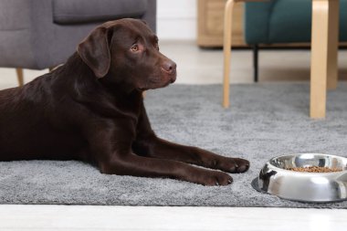 Şirin köpek, evcil hayvan mamasının yanında yerde yatıyor.