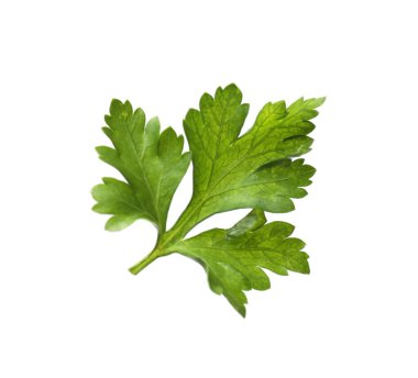 Taze maydanoz filizi, beyaz havada izole edilmiş.