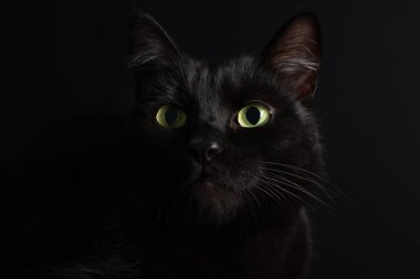 Siyah arka planda sevimli bir kedi, yakın plan. Sevimli hayvan.