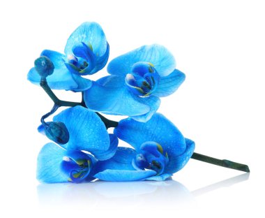 Güzel mavi orkide çiçeği beyaza izole edilmiş.