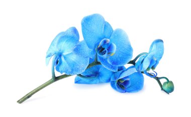 Güzel mavi orkide çiçekleri beyaza izole edilmiş.