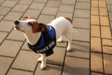 Dışarıda servis köpeği yeleği giyen sevimli Jack Russell Terrier.