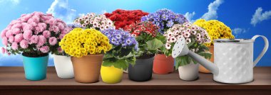 Su tenekesi ve çiçek açan saksı bitkileri mavi gökyüzünün altında, ahşap yüzeyde. Bahçıvanlık, afiş tasarımı