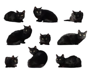 Beyaz üzerine izole edilmiş sevimli siyah kedi, kolaj.
