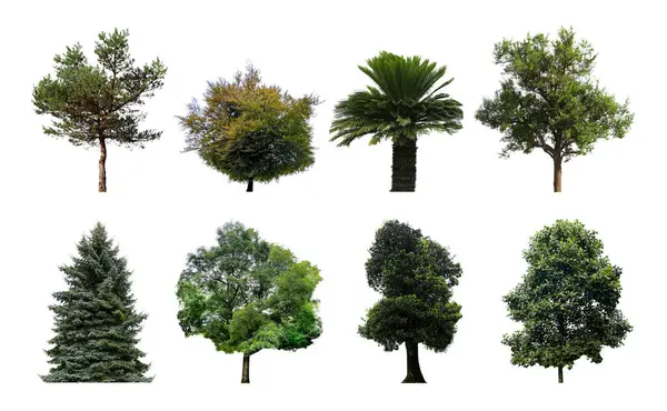Set of different trees isolated on white
