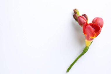Beyaz arka planda güzel kırmızı frezya çiçekleri, üst manzara. Metin için boşluk