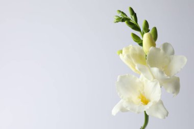 Beyaz arka planda güzel frezya çiçekleri, yakın plan. Metin için boşluk