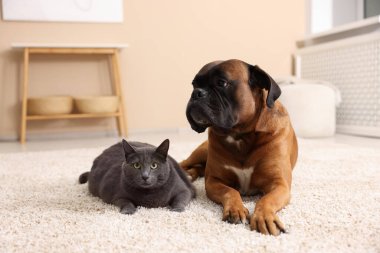 Şirin kedi ve köpek evde yerde yatıyor.