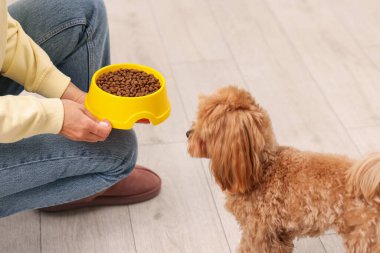 Sahibi, evcil hayvan mamasıyla dolu kaseyi sevimli köpeğine veriyor, yakın plan.
